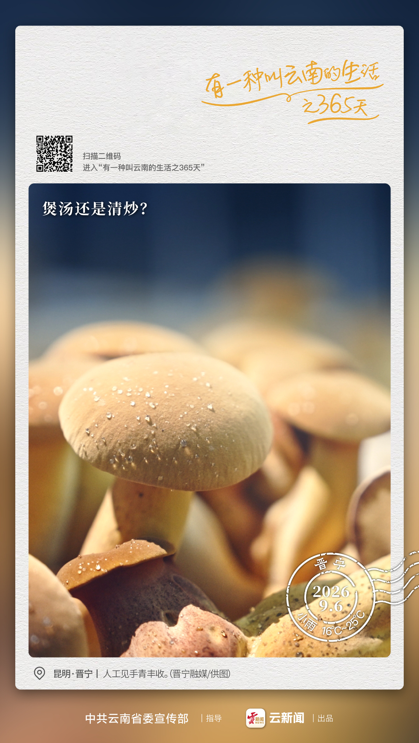 云南多地攻克人工培育技术 见手青从“夏季限定”走向全年量产