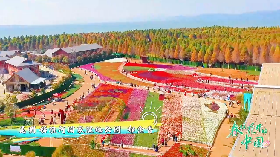 州武定县 牡丹园昆明 金殿名胜区 花朝节曲靖 樱花腾冲 梅花曲靖罗平