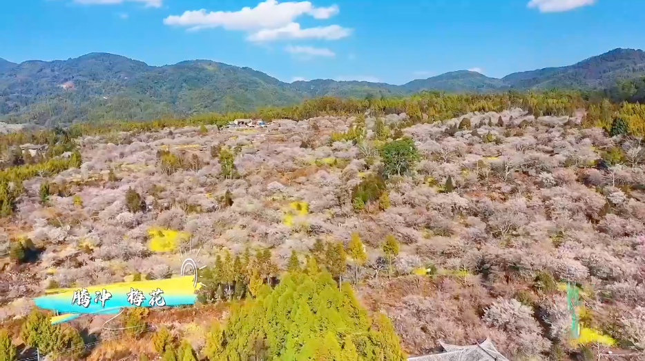 腾冲 梅花曲靖罗平 油菜花怒江大峡谷 木棉花在节目中彩云之南会有