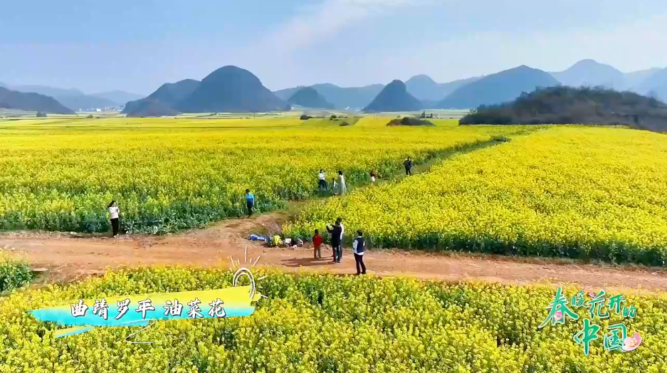 曲靖罗平 油菜花怒江大峡谷 木棉花在节目中彩云之南会有什么惊喜等着
