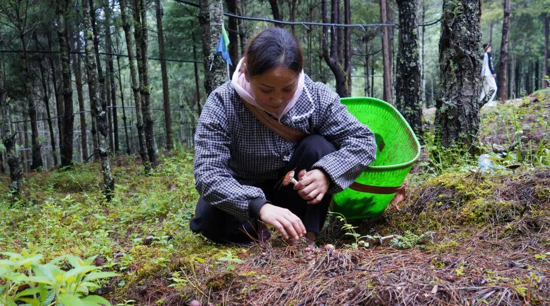 云新闻联动丨把生态优势转为发展优势，看林下经济如何行稳致远