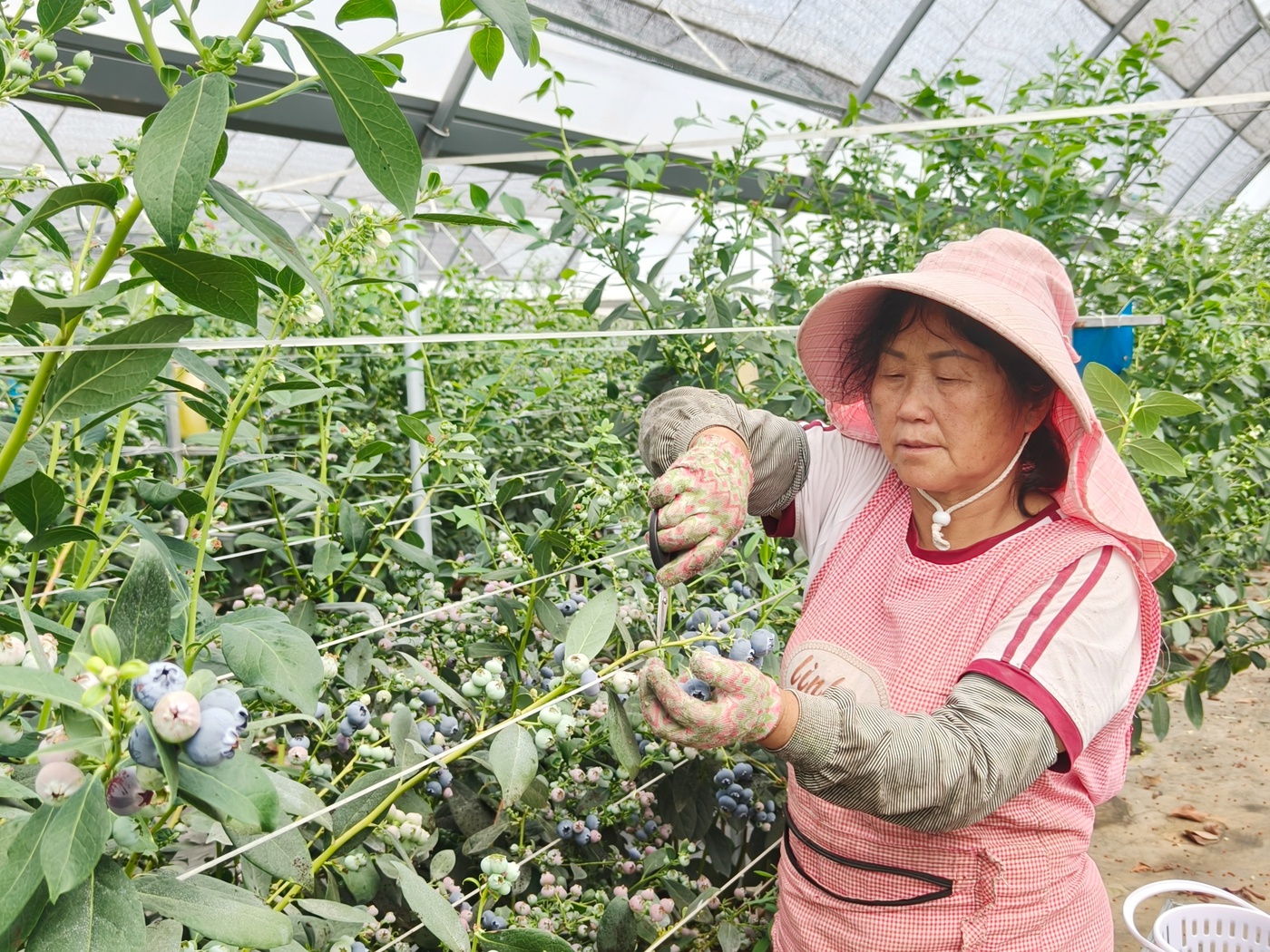 一颗蓝莓“串”起一片园区——麒麟区全产业链赋能乡村振兴