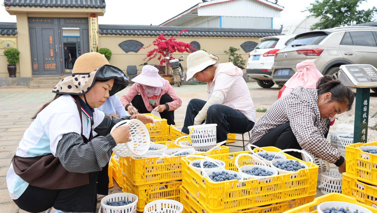 一颗蓝莓“串”起一片园区——麒麟区全产业链赋能乡村振兴