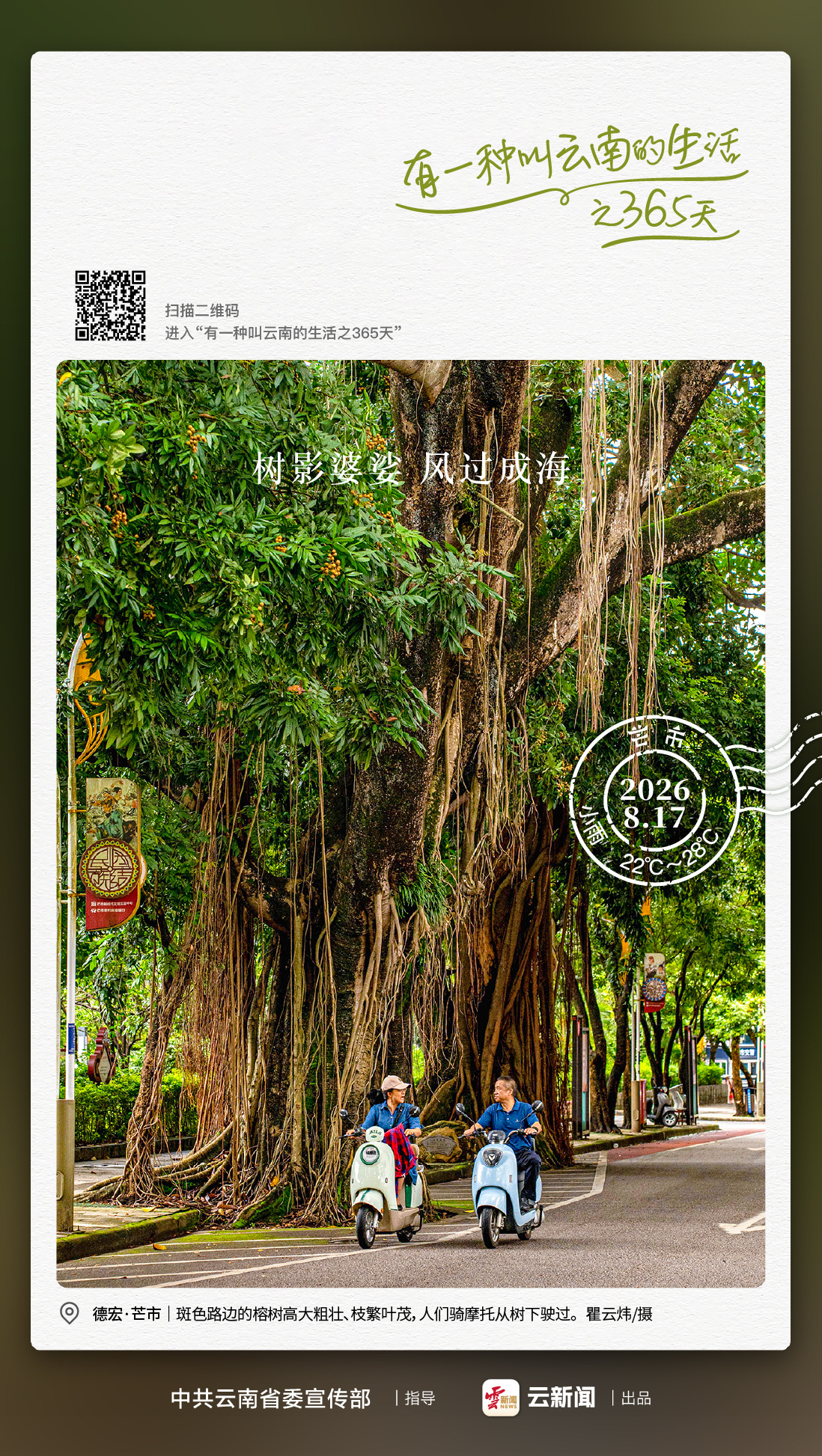 在一座小城，被大树治愈——有一种叫云南的生活之365天